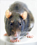 rat